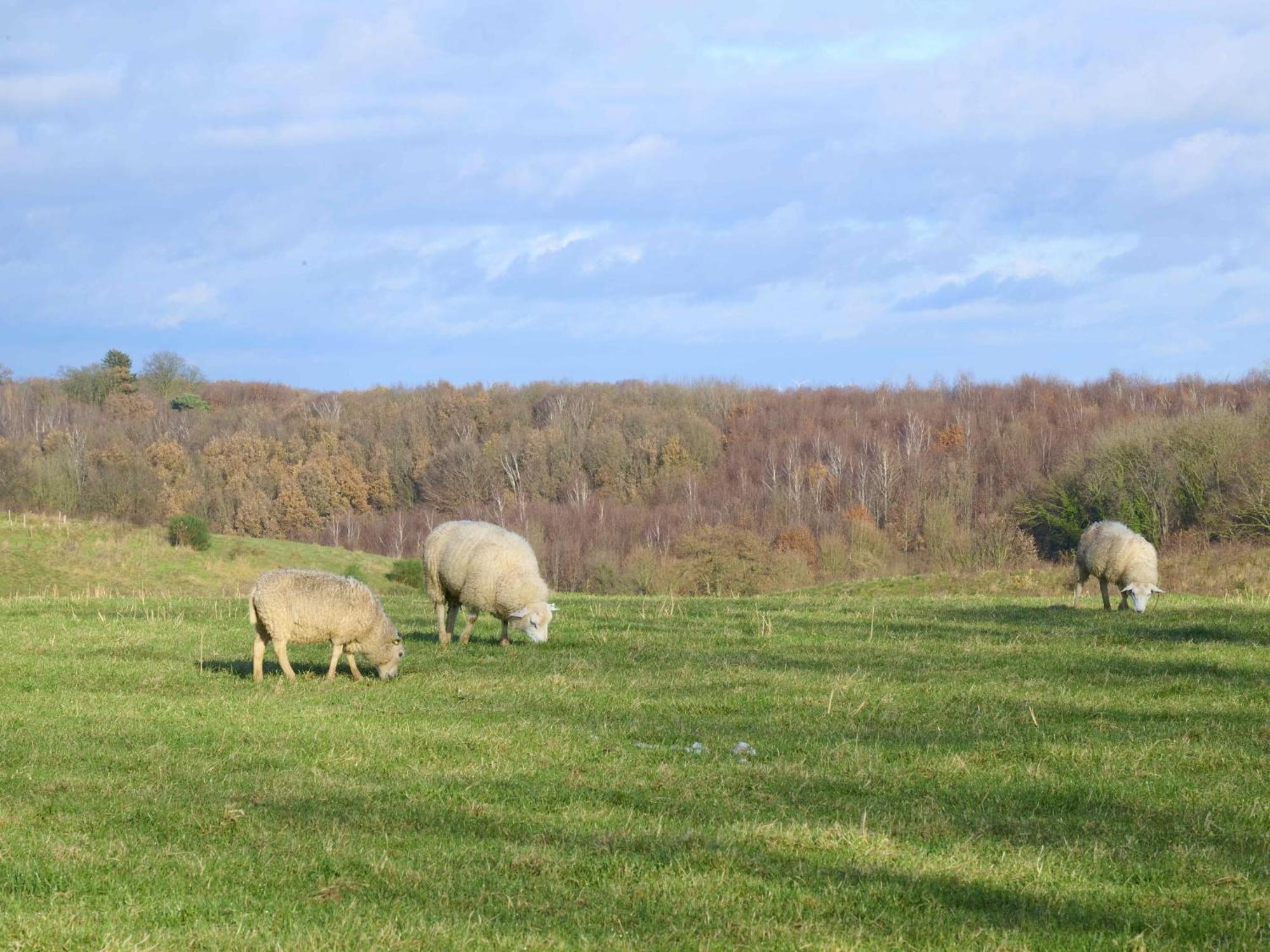 Landsraderhoefke - 4
